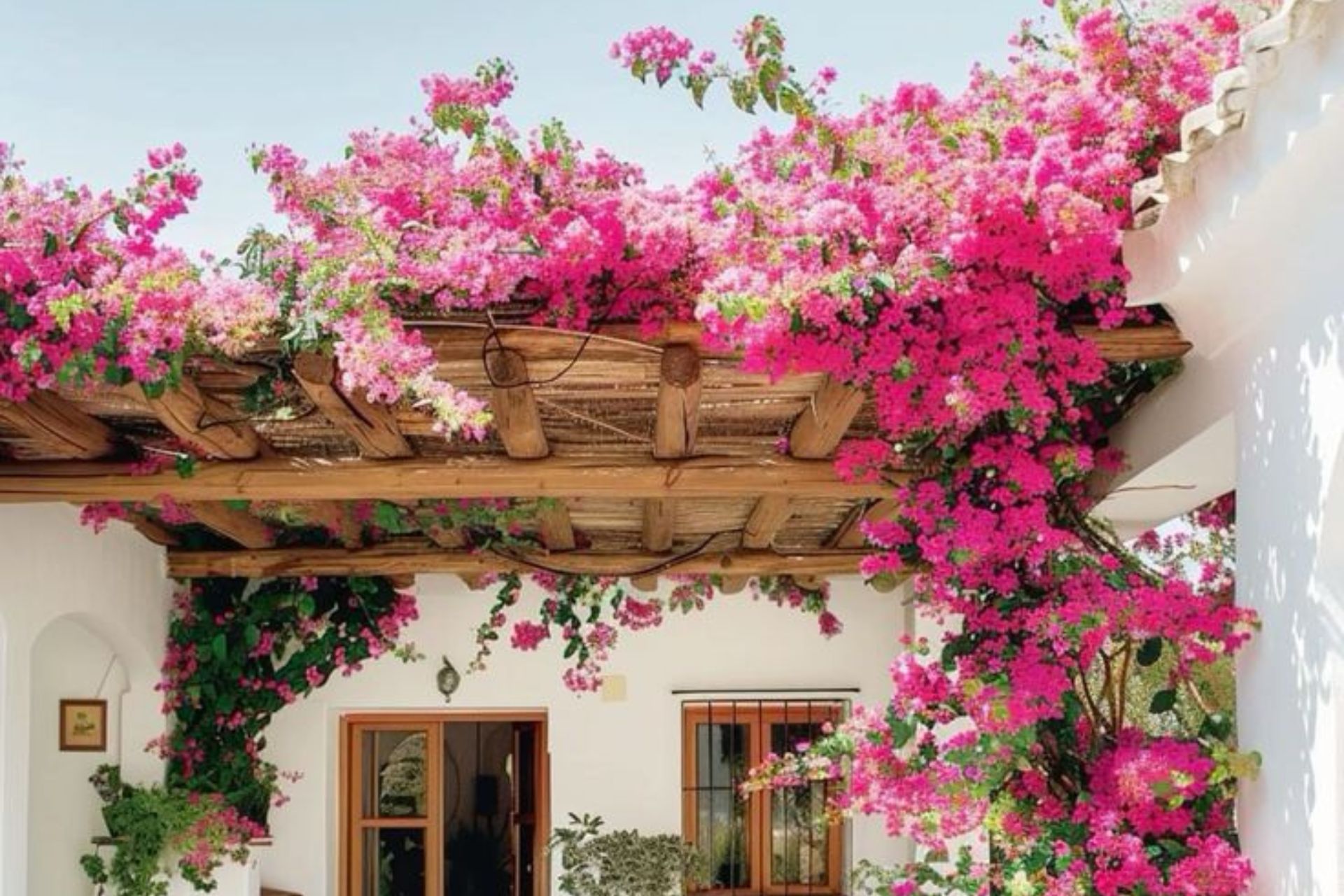 Bougainvillea Pergola Plants