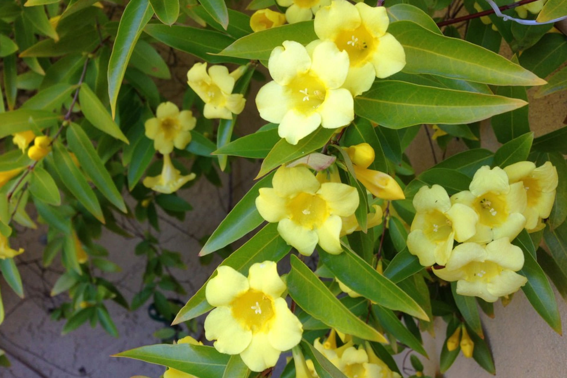 Carolina Jessamine Pergola Plants